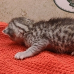 Silver-male-1-kitten-Mau-g