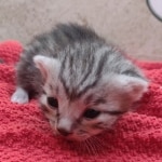 Silver-male-1-kitten-Mau