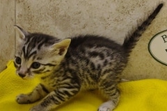 Egyptian Mau Kitten Male#3 DOB 12-21-24