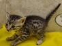 Egyptian Mau Kitten Male#3 DOB 12-21-24