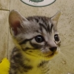 Silver-male-3-kitten-Mau