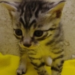 Silver-male-3-kitten-Mau