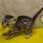 Silver-male-3-kitten-Mau