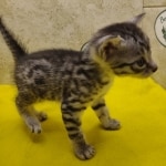 Silver-male-3-kitten-Mau