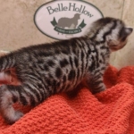 Silver-male-3-kitten-Mau-b