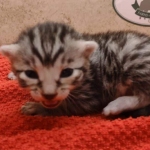 Silver-male-3-kitten-Mau-c