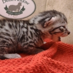 Silver-male-3-kitten-Mau-f