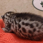 Silver-male-3-kitten-Mau-g
