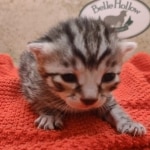Silver-male-3-kitten-Mau-h