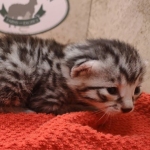 Silver-male-3-kitten-Mau-j