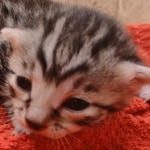 Silver-male-3-kitten-Mau-k