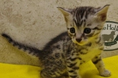 Egyptian Mau Kitten Male#4 DOB 12-21-24