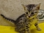 Egyptian Mau Kitten Male#4 DOB 12-21-24