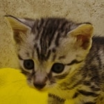 Silver-male-4-kitten-Mau