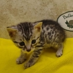 Silver-male-4-kitten-Mau