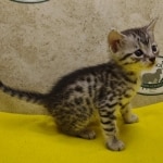 Silver-male-4-kitten-Mau