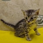 Silver-male-4-kitten-Mau