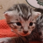 Silver-male-3-kitten-Mau-a-Copy