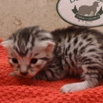 Silver-male-3-kitten-Mau-b-Copy