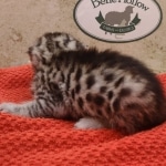 Silver-male-3-kitten-Mau-c