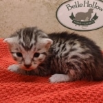 Silver-male-3-kitten-Mau-g-Copy