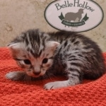 Silver-male-4-kitten-Mau