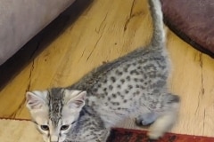 Sophie Egyptian Mau Kitten silver female DOB 10-3-24