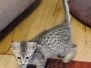 Sophie Egyptian Mau Kitten silver female DOB 10-3-24