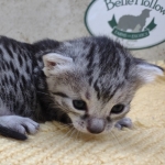 Mau-Kitten-Female-