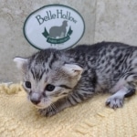 Mau-Kitten-Female-a
