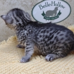 Mau-Kitten-Female-b