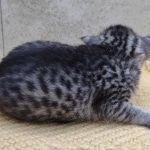 Mau-Kitten-Female-c