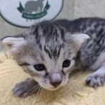 Mau-Kitten-Female-d