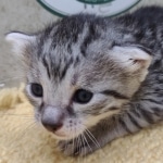 Mau-Kitten-Female-e