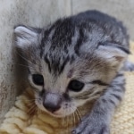 Mau-Kitten-Female-f