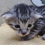 Mau-Kitten-Female-g