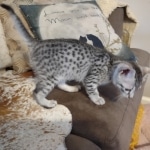 Sophie-silver-mau-female