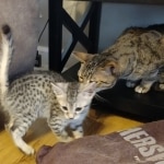 Sophie-silver-mau-female