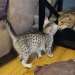 Sophie-silver-mau-female