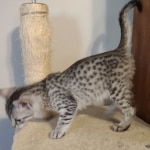 Sophie-silver-mau-female