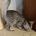 Sophie-silver-mau-female