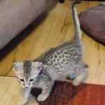 Sophie-silver-mau-female