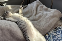 Lizzy Egyptian Mau Kitten Silver Female DOB 12-21-24