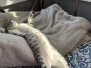 Lizzy Egyptian Mau Kitten Silver Female DOB 12-21-24