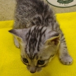 Silver-female-kitten-Mau