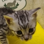 Silver-female-kitten-Mau