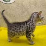 Silver-female-kitten-Mau