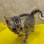 Silver-female-kitten-Mau
