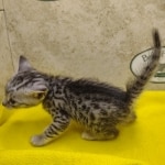 Silver-female-kitten-Mau