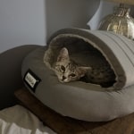 Lizzy, silver Mau female kitten